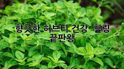 향긋한 허브티🌿 건강 & 힐링 끝판왕!
